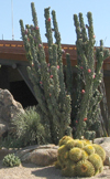 carefree landscaping